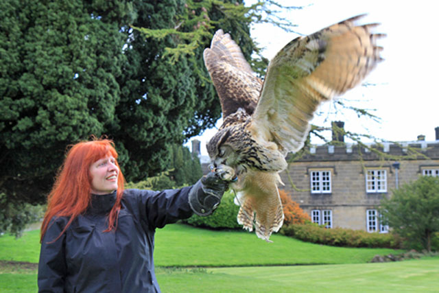 European Eagle Owl at the Swinton Park Castle Aviary