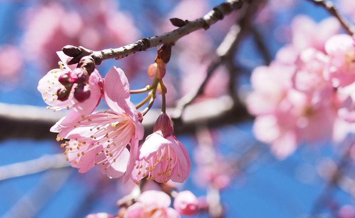 Top Cherry Blossom Tree Sightings in Kyushu
