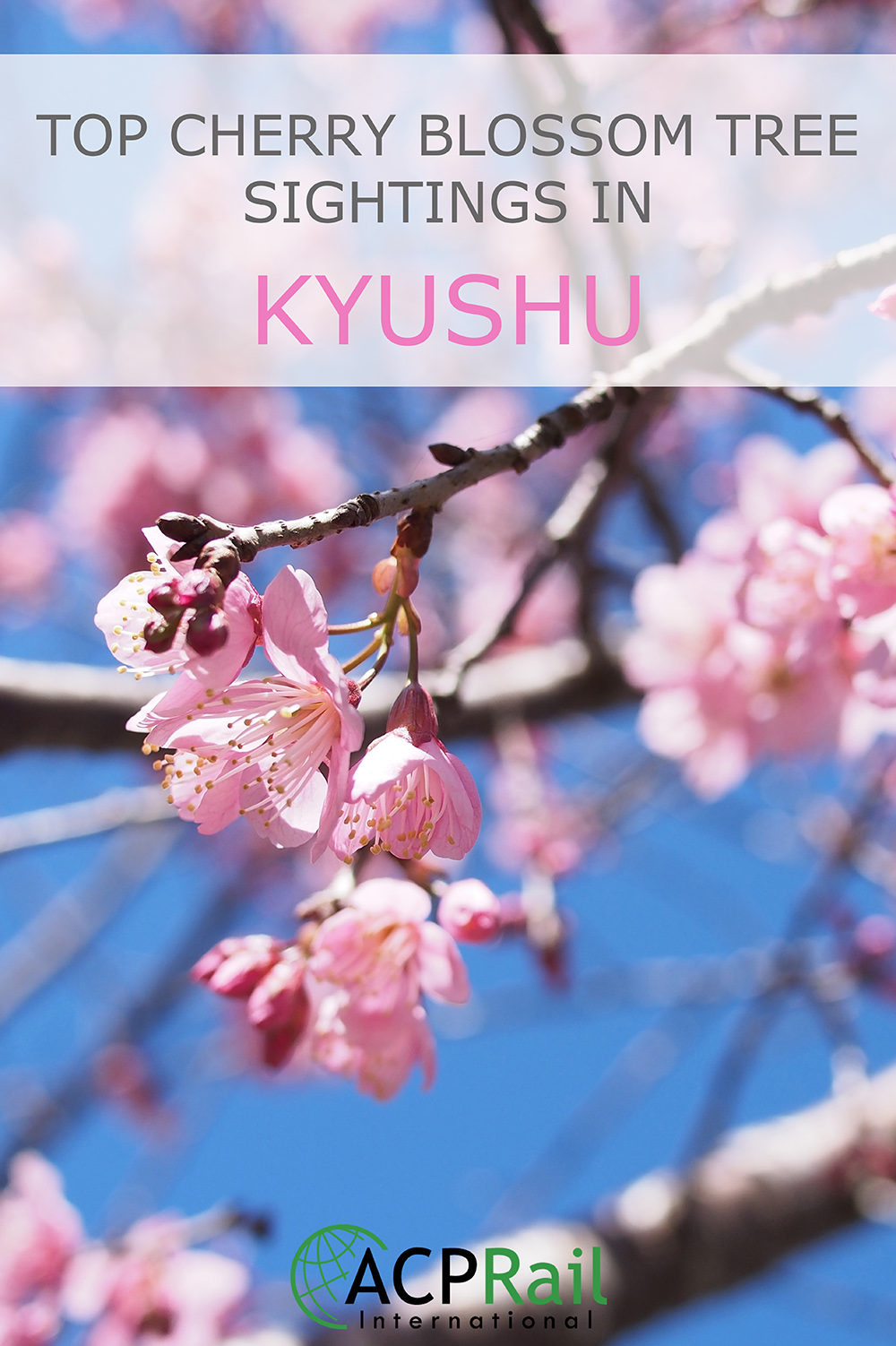 Top Cherry Blossom Tree Sightings in Kyushu